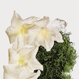 <strong> CALVIN KLEIN <br> CK COTTON MUSK </strong><br> Brume parfumée corps & cheveux