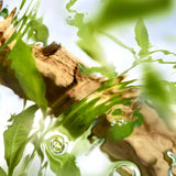 <strong> LANCÔME <br> ÔFF NOW </strong><br> Eau de Toilette